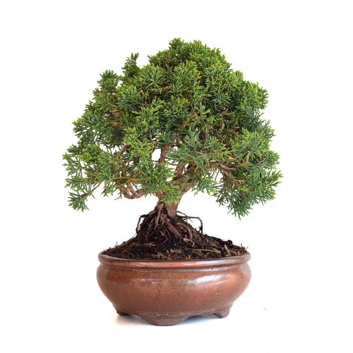Achat Bonsaï Juniperus Chinensis de 32 cm originaire du Japon, âgé d’environ 15 ans JC260602MB