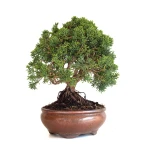 Achat Bonsaï Juniperus Chinensis de 32 cm originaire du Japon, âgé d’environ 15 ans JC260602MB