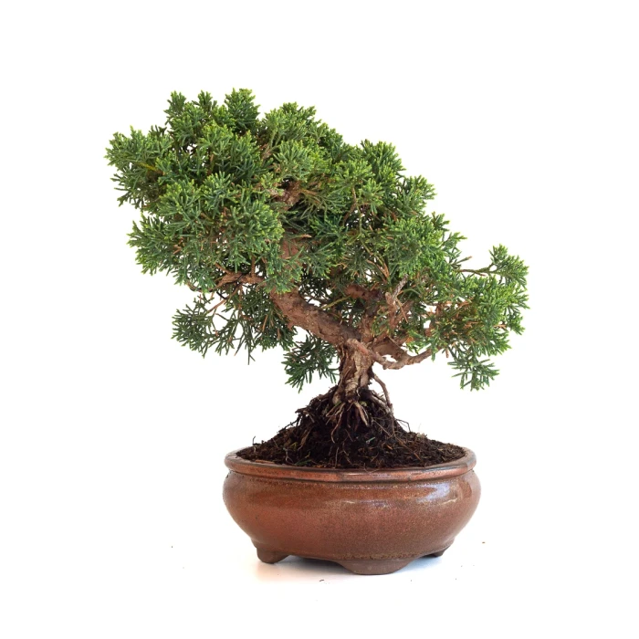 Acheter Bonsaï Juniperus Chinensis de 32 cm originaire du Japon, âgé d’environ 15 ans JC260602MB