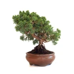 Acheter Bonsaï Juniperus Chinensis de 32 cm originaire du Japon, âgé d’environ 15 ans JC260602MB