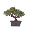 Achat Bonsaï Juniperus Chinensis Shohin de 24 cm originaire du Japon, âgé d’environ 18 à 20 ans JC260301MB