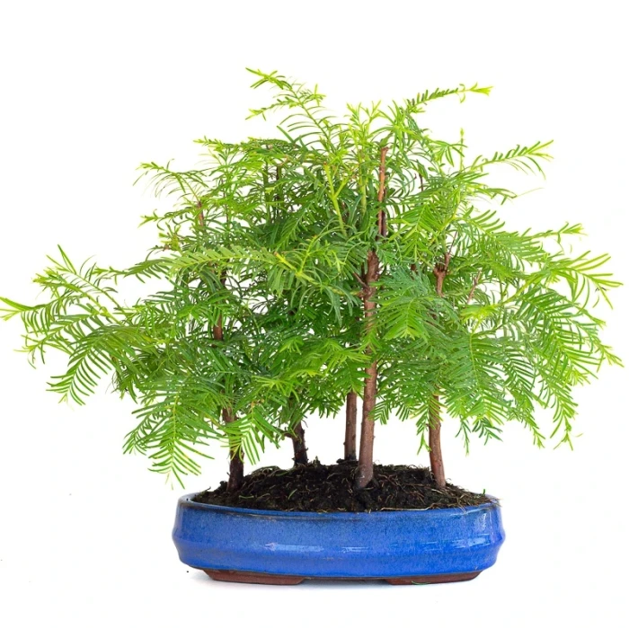 Acheter Bonsai en ligne Forêt de Séquoia (Metasequoia), 5 troncs 30 cm Sankaly Bonsai SEQ260603MB
