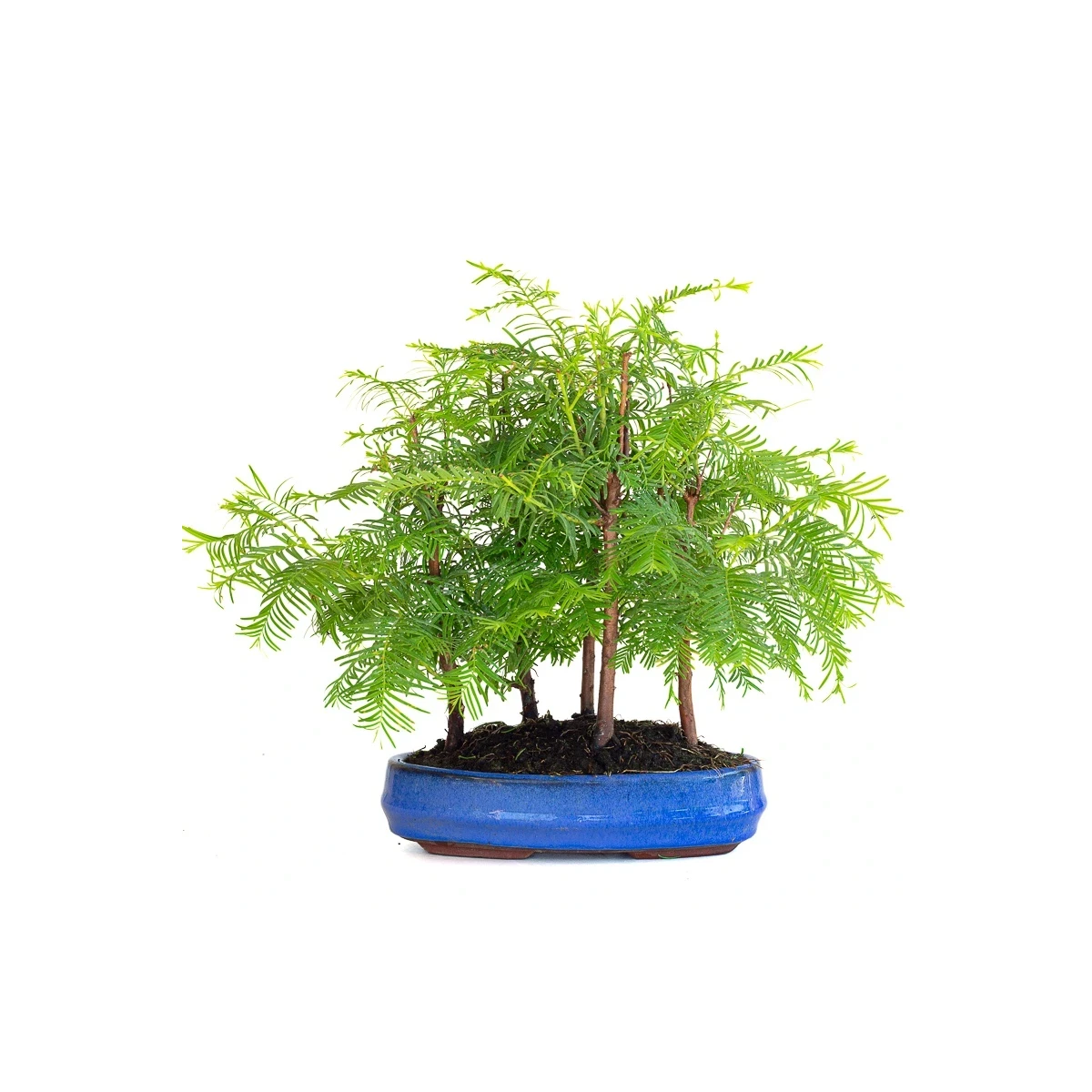 Acheter Bonsai en ligne Forêt de Séquoia (Metasequoia), 5 troncs 30 cm Sankaly Bonsai SEQ260603MB
