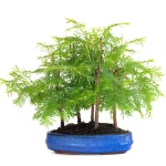 Acheter Bonsai en ligne Forêt de Séquoia (Metasequoia), 5 troncs 30 cm Sankaly Bonsai SEQ260603MB