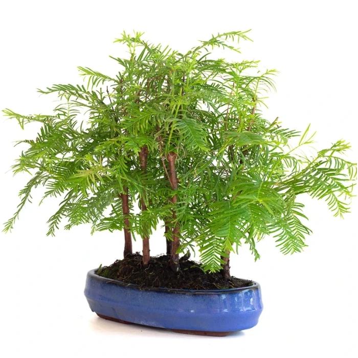 Achat Bonsai en ligne Forêt de Séquoia (Metasequoia), 5 troncs 30 cm Sankaly Bonsai SEQ260603MB