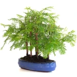 Achat Bonsai en ligne Forêt de Séquoia (Metasequoia), 5 troncs 30 cm Sankaly Bonsai SEQ260603MB