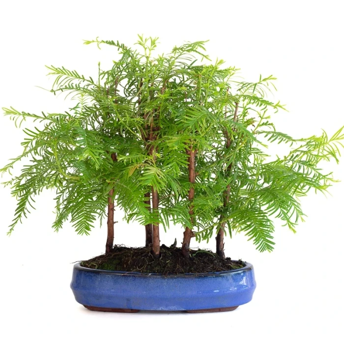 Vente Bonsai en ligne Forêt de Séquoia (Metasequoia), 5 troncs 30 cm Sankaly Bonsai SEQ260603MB