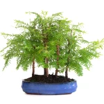 Vente Bonsai en ligne Forêt de Séquoia (Metasequoia), 5 troncs 30 cm Sankaly Bonsai SEQ260603MB