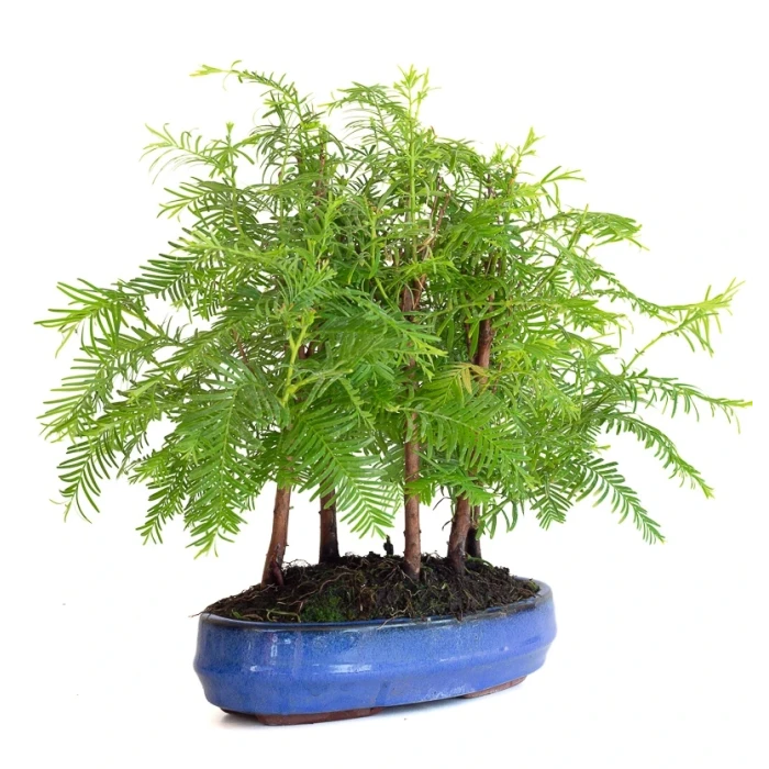 Acheter Bonsai Forêt de Séquoia (Metasequoia), 5 troncs 30 cm Sankaly Bonsai SEQ260603MB
