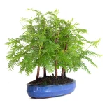 Acheter Bonsai Forêt de Séquoia (Metasequoia), 5 troncs 30 cm Sankaly Bonsai SEQ260603MB