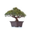 Boutique en ligne Bonsaï Juniperus Chinensis Shohin de 24 cm originaire du Japon, âgé d’environ 18 à 20 ans JC260301MB