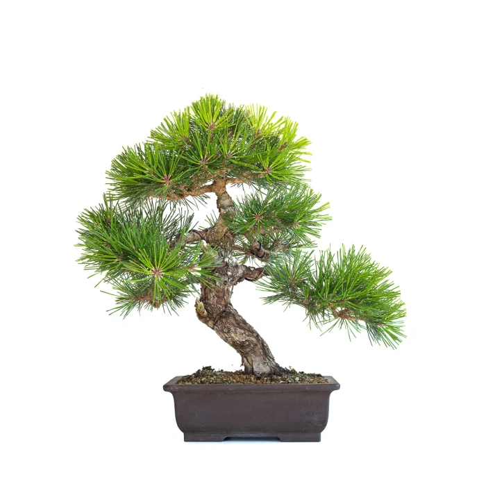 Acheter Bonsai en ligne Pinus Thunbergii 48 cm Sankaly Bonsai