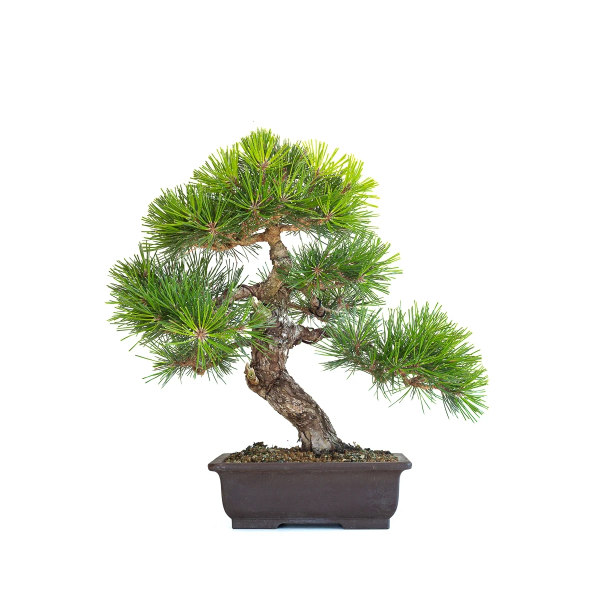 Acheter Bonsai en ligne Pinus Thunbergii 48 cm Sankaly Bonsai