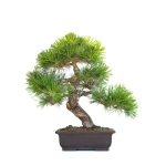 Acheter Bonsai en ligne Pinus Thunbergii 48 cm Sankaly Bonsai