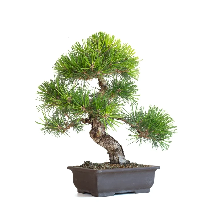 Vente Bonsai en ligne Pinus Thunbergii 48 cm Sankaly Bonsai