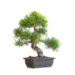 Vente Bonsai en ligne Pinus Thunbergii 48 cm Sankaly Bonsai