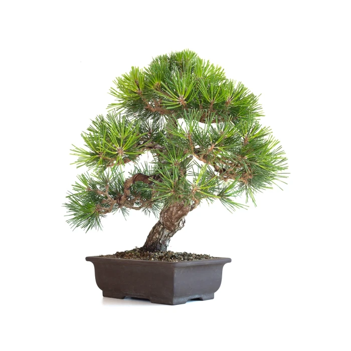 Achat Bonsai en ligne Pinus Thunbergii 48 cm Sankaly Bonsai