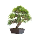 Achat Bonsai en ligne Pinus Thunbergii 48 cm Sankaly Bonsai