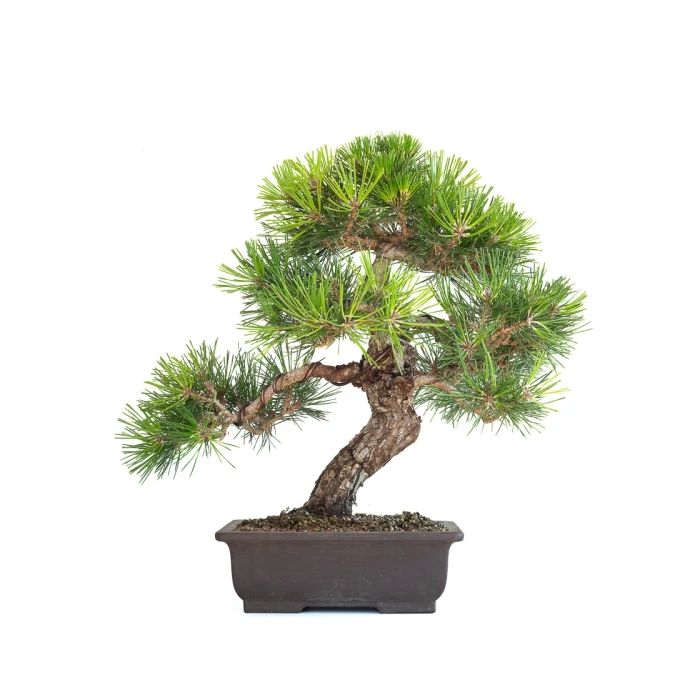 Acheter Bonsai Japonais Pinus Thunbergii 48 cm Sankaly Bonsai