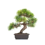Acheter Bonsai Japonais Pinus Thunbergii 48 cm Sankaly Bonsai