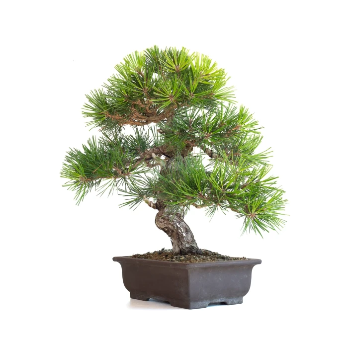 Achat Bonsai Japonais Pinus Thunbergii 48 cm Sankaly Bonsai