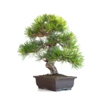 Achat Bonsai Japonais Pinus Thunbergii 48 cm Sankaly Bonsai