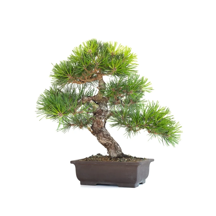 Vente Bonsai Japonais Pinus Thunbergii 48 cm Sankaly Bonsai
