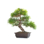 Vente Bonsai Japonais Pinus Thunbergii 48 cm Sankaly Bonsai