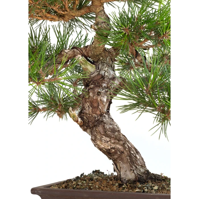 Acheter Bonsai Pinus Thunbergii 48 cm Sankaly Bonsai