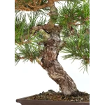 Acheter Bonsai Pinus Thunbergii 48 cm Sankaly Bonsai