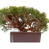 Sankaly Bonsaï Juniperus Chinensis Shohin de 24 cm originaire du Japon, âgé d’environ 18 à 20 ans JC260301MB