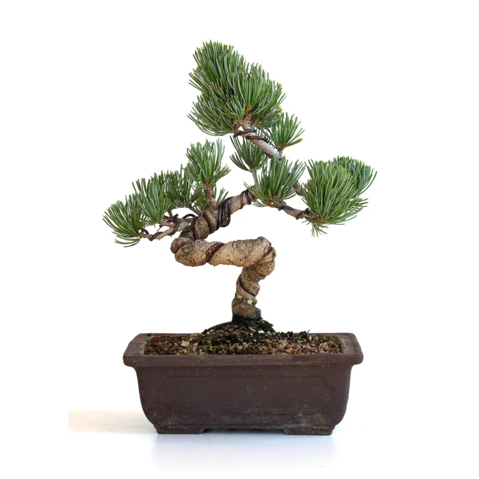 Vente bonsai en ligne Pinus Pentaphylla, Pin blanc du Japon Shohin 27 cm PPJP260701MB