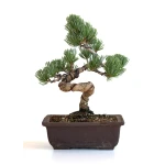 Vente bonsai en ligne Pinus Pentaphylla, Pin blanc du Japon Shohin 27 cm PPJP260701MB