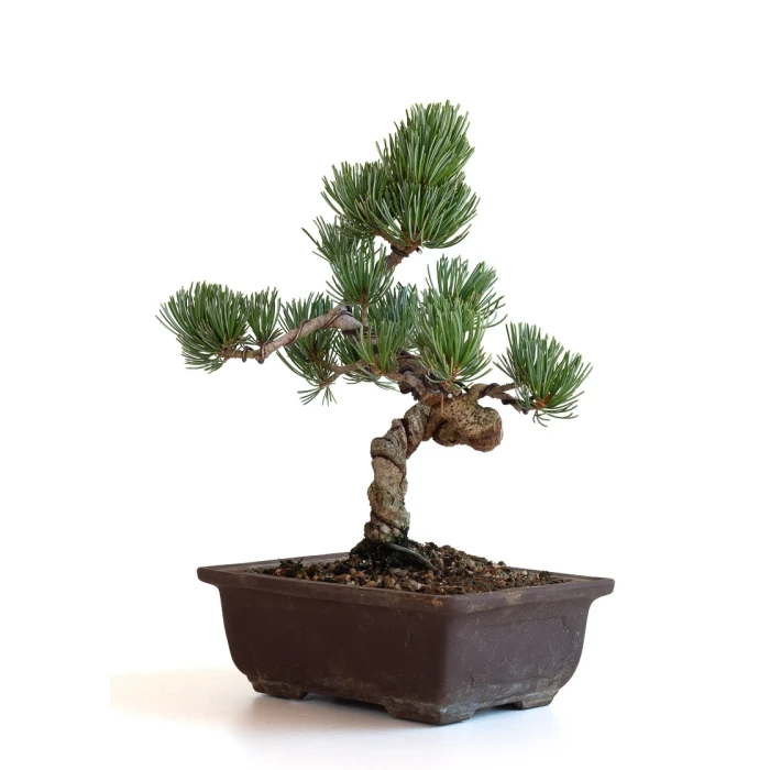Acheter Bonsai en ligne Pinus Pentaphylla, Pin blanc du Japon Shohin 27 cm PPJP260701MB