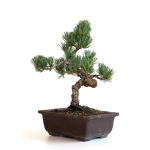 Acheter Bonsai en ligne Pinus Pentaphylla, Pin blanc du Japon Shohin 27 cm PPJP260701MB