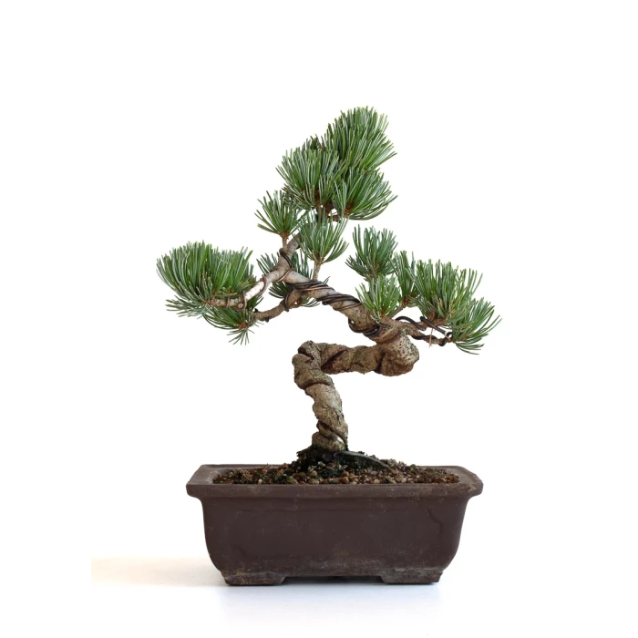 Achat bonsai en ligne Pinus Pentaphylla, Pin blanc du Japon Shohin 27 cm PPJP260701MB