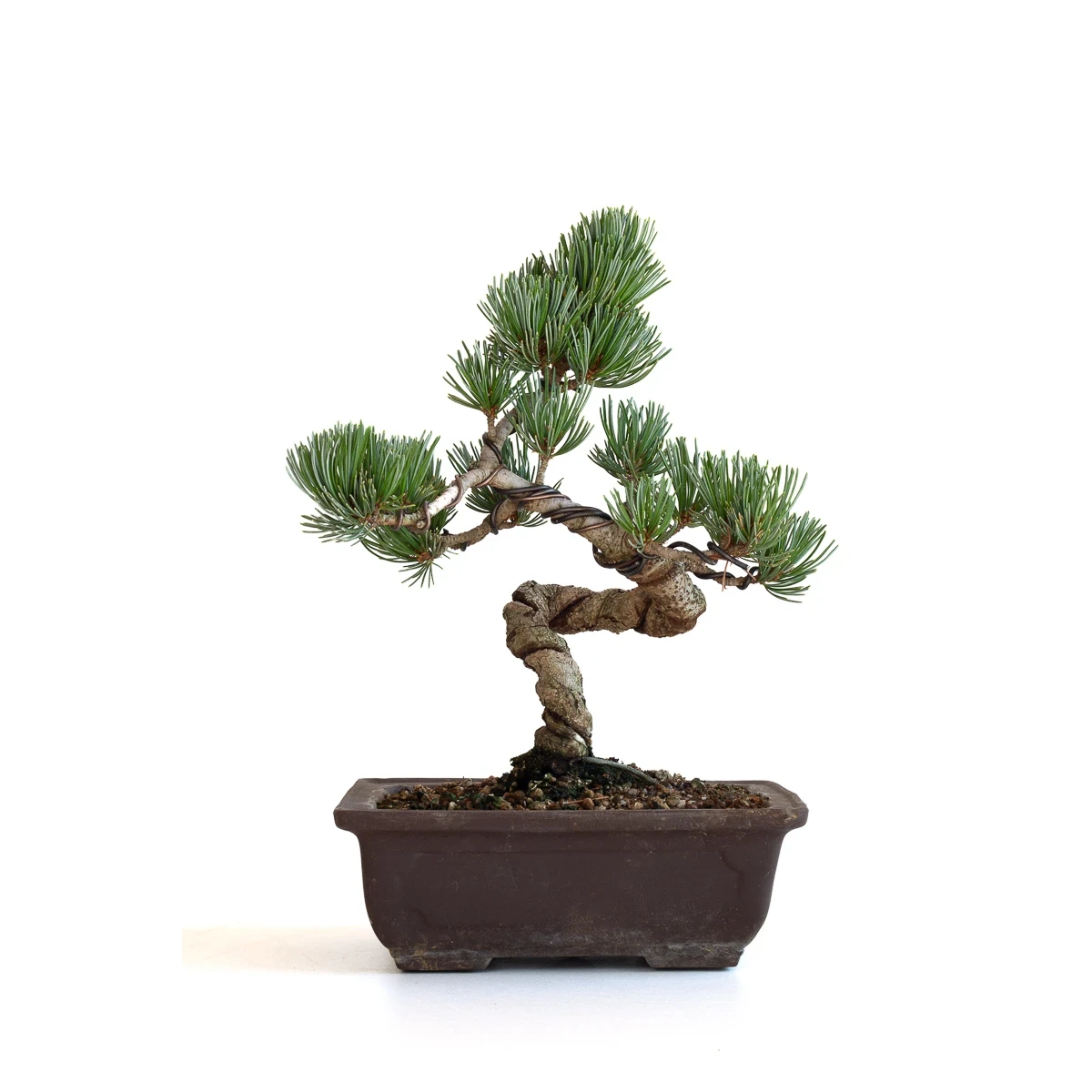 Achat bonsai en ligne Pinus Pentaphylla, Pin blanc du Japon Shohin 27 cm PPJP260701MB
