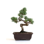 Achat bonsai en ligne Pinus Pentaphylla, Pin blanc du Japon Shohin 27 cm PPJP260701MB