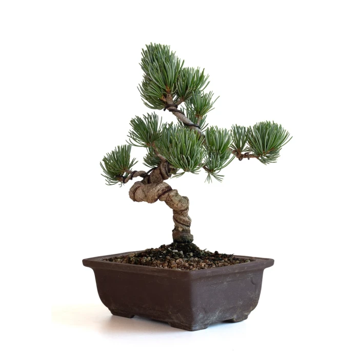 Acheter Bonsai Pinus Pentaphylla, Pin blanc du Japon Shohin 27 cm PPJP260701MB
