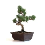 Acheter Bonsai Pinus Pentaphylla, Pin blanc du Japon Shohin 27 cm PPJP260701MB