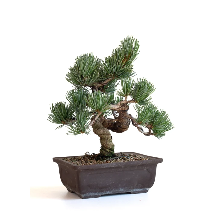 Acheter bonsai en ligne Pinus Pentaphylla, Pin blanc du Japon Shohin 26 cm PPJP260702MB