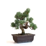 Acheter bonsai en ligne Pinus Pentaphylla, Pin blanc du Japon Shohin 26 cm PPJP260702MB