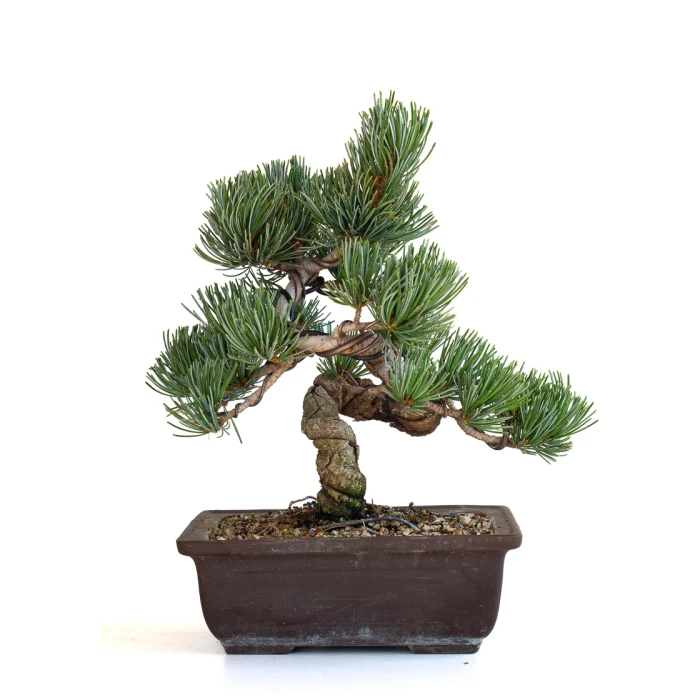 Achat bonsai en ligne Pinus Pentaphylla, Pin blanc du Japon Shohin 26 cm PPJP260702MB