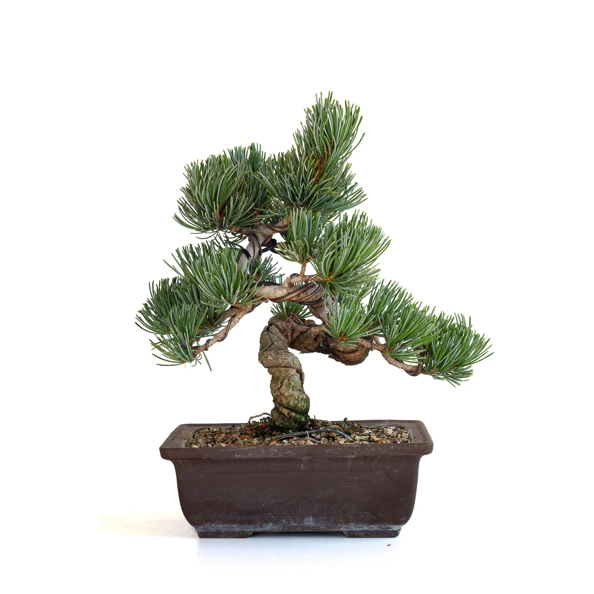 Achat bonsai en ligne Pinus Pentaphylla, Pin blanc du Japon Shohin 26 cm PPJP260702MB