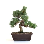Achat bonsai en ligne Pinus Pentaphylla, Pin blanc du Japon Shohin 26 cm PPJP260702MB