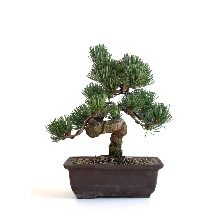 Vente bonsai en ligne Pinus Pentaphylla, Pin blanc du Japon Shohin 26 cm PPJP260702MB