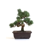 Vente bonsai en ligne Pinus Pentaphylla, Pin blanc du Japon Shohin 26 cm PPJP260702MB