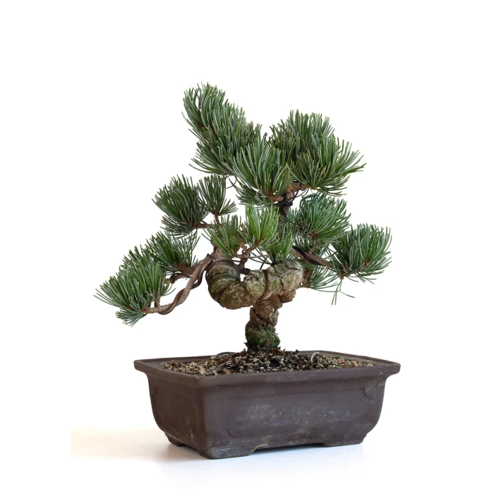 Acheter bonsai Pinus Pentaphylla, Pin blanc du Japon Shohin 26 cm PPJP260702MB