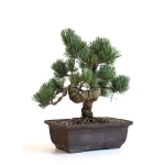 Acheter bonsai Pinus Pentaphylla, Pin blanc du Japon Shohin 26 cm PPJP260702MB