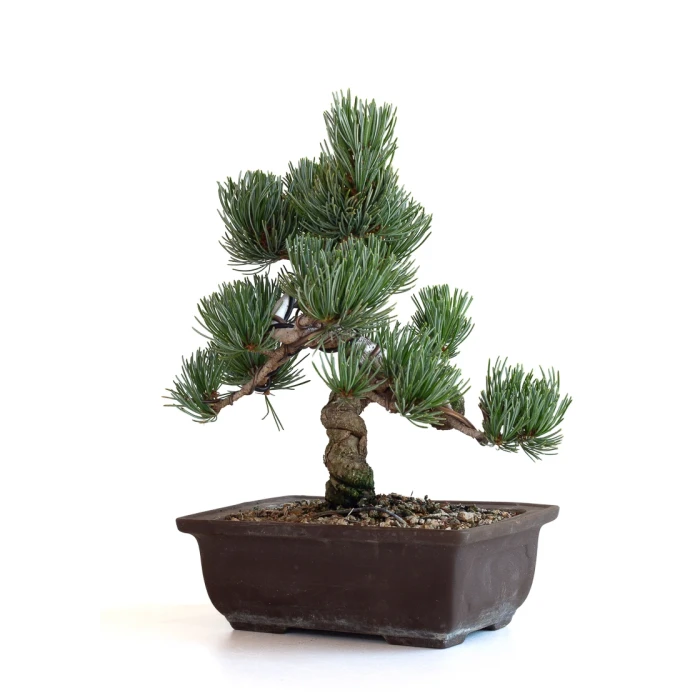 Vente bonsai Pinus Pentaphylla, Pin blanc du Japon Shohin 26 cm PPJP260702MB